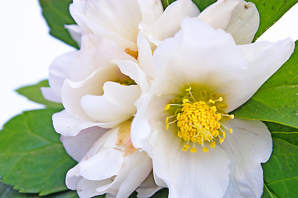 포토 JPG 해외이미지 식물 계절 꽃잎 꽃 줄기 잎 꽃무늬 자연 사람없음 야외 초록색 장미 봄 벚꽃 흰색 아이비 상록수 내추럴 고립 해외포토 컬러 무늬 생태계 파일형식 이미지허브