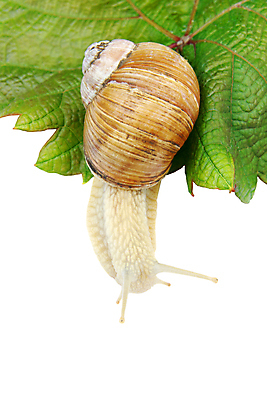 포토 JPG 해외이미지 한마리 잎 실내 사람없음 흰배경 해외포토 식물 1 백그라운드 내부 흰색 파일형식 이미지허브