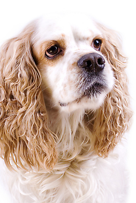 포토 JPG 해외이미지 동물 응시 장난 포유류 사람없음 반려동물 우정 기쁨 스패니얼 흰색 개 혀 솜털 송곳니 고립 해외포토 시선 감정 컬러 친구 입 치아 파일형식 이미지허브