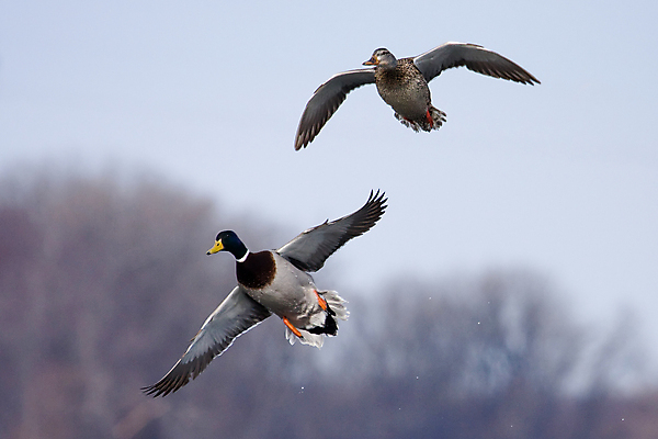 포토 JPG 해외이미지 동물 공원 여자 남자 야생동물 날개 자연 조류 오리 사람없음 야외 물 컬러풀 달리기 젖음 연못 떨어짐 깃털 부리 청둥오리 해외포토 자연요소 공공시설 컬러 컨셉 모션 사람 생태계 파일형식 이미지허브