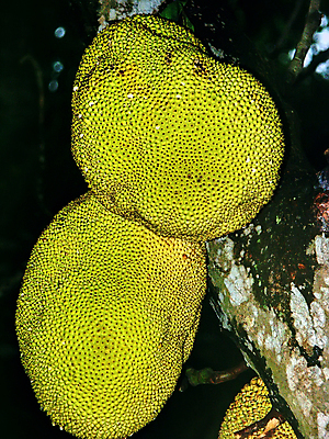 포토 JPG 해외이미지 음식 과일 태국 매달리기 건강 사람없음 노란색 달콤 먹기 무거움 이국적 해외포토 아시아 컬러 모션 무게 맛 파일형식 이미지허브