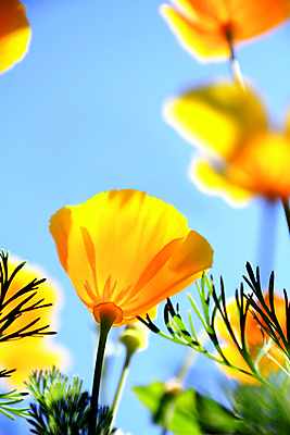 포토 JPG 해외이미지 식물 꽃잎 꽃 행복 백그라운드 잎 밭 오렌지 부분 자연 추상 기술 사람없음 야외 장식 초록색 파란색 빛 컬러풀 뷰티 노란색 머리 정원 봄 들꽃 벚꽃 황금 닫기 원예 캘리포니아 꽃가루 양귀비 해외포토 계절 감정 컬러 무늬 농업 과일 모션 취미 신체부위 미국 가루 생태계 파일형식 이미지허브