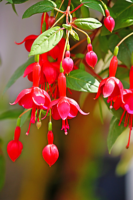 포토 JPG 해외이미지 식물 계절 꽃잎 꽃 잎 꽃무늬 자연 매달리기 사람없음 빨간색 초록색 벚꽃 해외포토 컬러 무늬 모션 생태계 파일형식 이미지허브