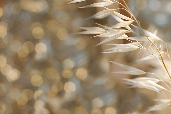 포토 JPG 해외이미지 식물 여행 백그라운드 패턴 밭 농업 자연 벽지 휴가 건조 풍경 잔디 초원 사람없음 야외 여름 빛 뷰티 노란색 평화 우주 환경 맑음 봄 수확 전원 시골 땅 허브 생태계 질감 복고 내추럴 그런지 땅바닥 생태학 옛날 토스카나 해외포토 계절 교육 산업 컬러 컨셉 무늬 날씨 바닥 이탈리아 전기에너지 파일형식 이미지허브