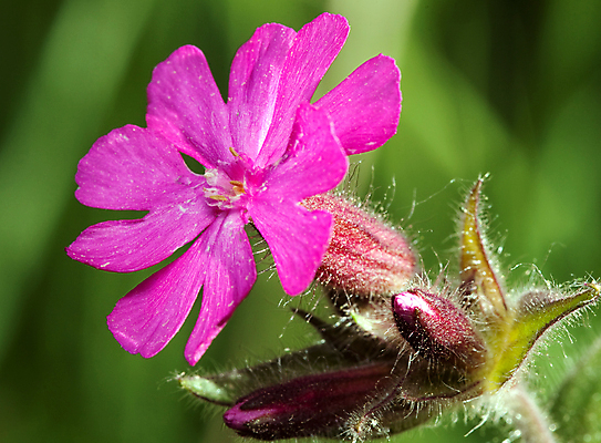 포토 JPG 해외이미지 식물 꽃잎 꽃 분홍색 백그라운드 잎 자연 사람없음 빨간색 초록색 물 여름 컬러풀 보라색 봄 신선 닫기 선택 허브 묘사 유기농 꽃가루 내추럴 그리너리 해외포토 자연요소 웰빙 계절 컬러 컨셉 모션 가루 생태계 파일형식 트랜드컬러 이미지허브