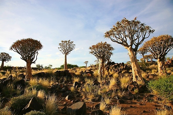 포토 JPG 해외이미지 나무 구름 아프리카 자연 하늘 풍경 사람없음 야외 가로 빛 햇빛 환경 사막 나뭇가지 황무지 나무껍질 광 나미비아 알로에 화강암 해외포토 자연요소 식물 나라 태양 껍질 암석 생태계 남아프리카 파일형식 이미지허브