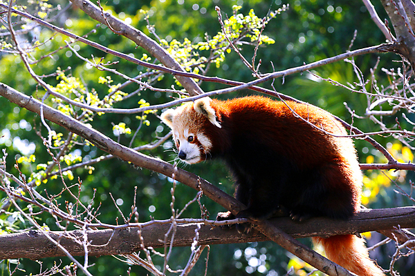 포토 JPG 해외이미지 주간 한마리 사람없음 야외 아웃포커스 귀여움 나뭇가지 레서판다 해외포토 자연요소 나무 1 컨셉 포유류 촬영기법 파일형식 이미지허브