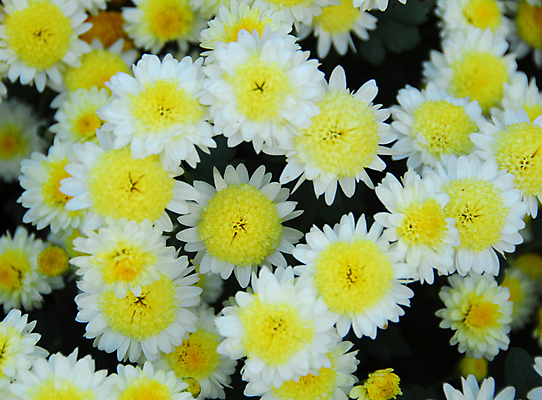 포토 JPG 해외이미지 식물 계절 꽃잎 꽃 백그라운드 꽃무늬 자연 발렌타인데이 사랑 사람없음 장식 컬러풀 뷰티 노란색 정원 봄 벚꽃 흰색 개화 그늘 원예 데이지 고립 해외포토 감정 컬러 무늬 데이이벤트 취미 생태계 파일형식 이미지허브