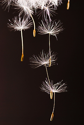 포토 JPG 해외이미지 검은배경 실내 사람없음 공중 떠있는 민들레 민들레홀씨 해외포토 꽃 백그라운드 모션 내부 검은색 파일형식 이미지허브