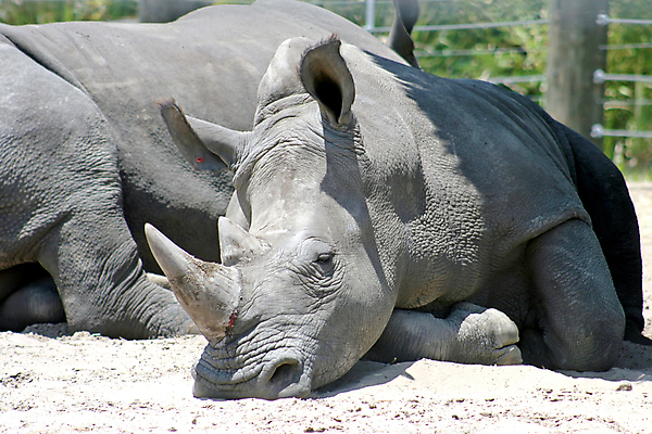 포토 JPG 해외이미지 동물 모래 포유류 뿔 사람없음 회색 큼 코뿔소 해외포토 컬러 크기 파일형식 이미지허브