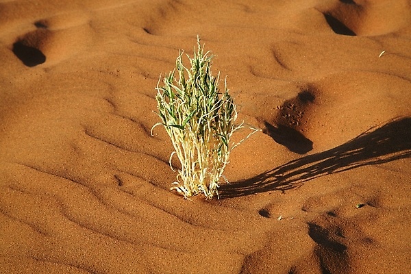 포토 JPG 해외이미지 나무 식물 모래 여행 패턴 밭 오렌지 아프리카 자연 하늘 건조 풍경 사람없음 야외 빨간색 파란색 햇빛 태양 갈색 사막 죽음 황무지 모래언덕 가뭄 남쪽 내추럴 나미비아 해외포토 자연요소 나라 컬러 무늬 농업 과일 날씨 방향 언덕 생태계 남아프리카 파일형식 이미지허브