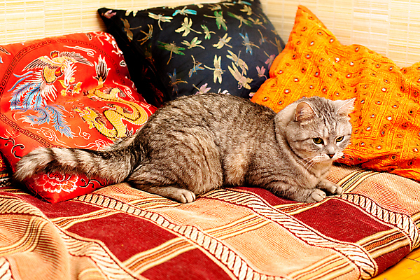 포토 JPG 해외이미지 동물 1 응시 포즈 나비 오렌지 베개 주택 털 사람없음 내부 장식 가로 반려동물 모래사장 갈색 노란색 검은색 고양이 카펫 회색 흰색 잠자리 정사각형 얼룩무늬 거짓말 핸드메이드 해외포토 도형 시선 바다 컬러 곤충 무늬 과일 포유류 침구 건물 파일형식 이미지허브