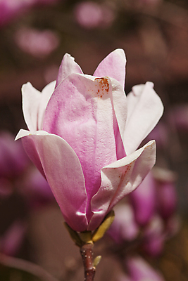 포토 JPG 해외이미지 주간 분홍색 근접촬영 사람없음 야외 아웃포커스 봄 목련 해외포토 자연요소 계절 꽃 뷰포인트 컬러 촬영기법 파일형식 이미지허브