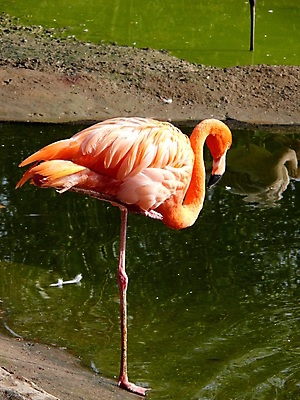 포토 JPG 해외이미지 동물 야생동물 분홍색 백그라운드 아프리카 자연 조류 동물원 사람없음 빨간색 뷰티 산책 활발 플라밍고 깃털 부리 목 진홍색 내추럴 동물상 모스크바 이국적 해외포토 나라 컬러 컨셉 휴식 신체부위 조형물 생태계 러시아 파일형식 이미지허브
