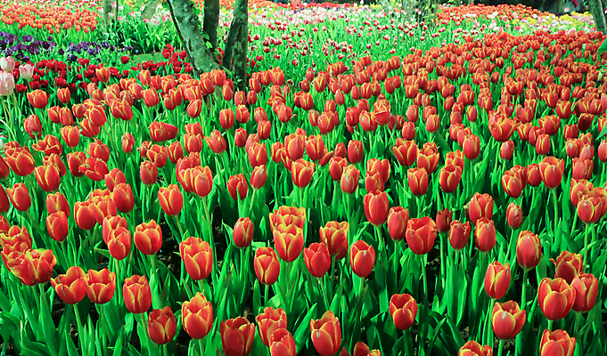 포토 JPG 해외이미지 식물 계절 공원 꽃 꽃다발 백그라운드 잎 꽃무늬 밭 자연 부활절 발렌타인데이 3 사람없음 야외 빨간색 초록색 컬러풀 햇빛 태양 뷰티 노란색 정원 보라색 침묵 봄 튤립 벚꽃 광선 축하 신선 닫기 5월 꽃집 엽서 내추럴 강렬 블러 해외포토 자연요소 공공시설 기념일 컬러 컨셉 무늬 농업 모션 데이이벤트 상점 소리 날짜 편지 생태계 파일형식 이미지허브