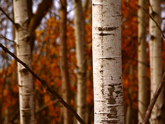 포토 JPG 해외이미지 나무 식물 백그라운드 자연 사람없음 야외 미국 황무지 숲 질감 나무껍질 자작나무 내추럴 삼림지대 해외포토 북아메리카 껍질 생태계 파일형식 이미지허브