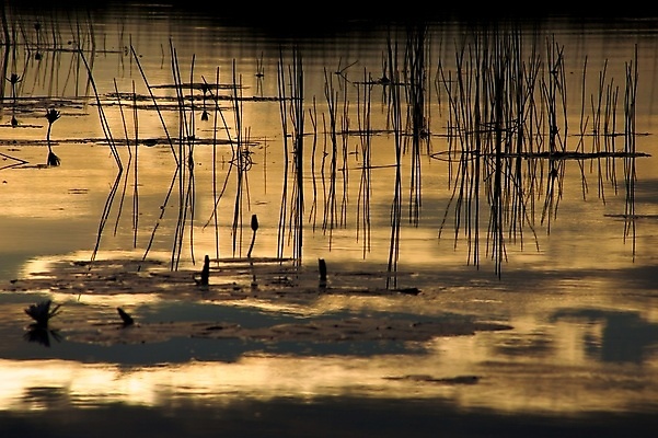 포토 JPG 해외이미지 나무 동물 1 여행 포유류 자연 조류 풍경 사람없음 초록색 물 파란색 컬러풀 반사 낭만 젖음 황무지 습지 부리 남쪽 내추럴 보츠와나 해외포토 자연요소 식물 컬러 컨셉 방향 생태계 파일형식 이미지허브