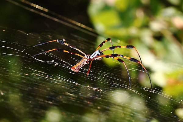 포토 JPG 해외이미지 동물 야생동물 곤충 절지류 자연 사람없음 야외 환경 웹 미국 놀람 원형 황금 벌레 씻기 실크 생물학 거미 내추럴 생태학 플로리다 오싹 해외포토 도형 교육 감정 북아메리카 인터넷 표정 청결 직물 생태계 파일형식 이미지허브