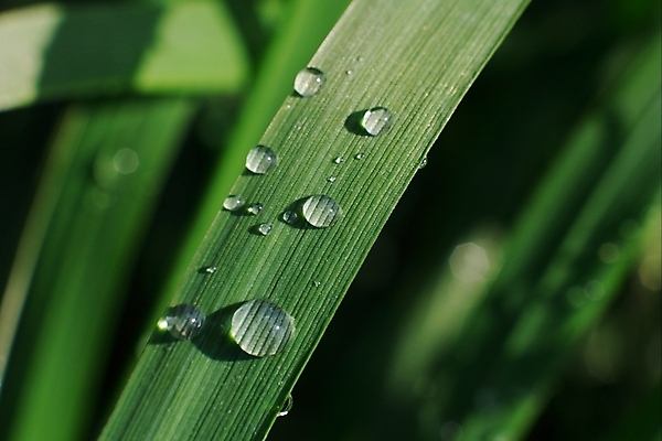 포토 JPG 해외이미지 식물 공원 잎 밭 자연 초원 사람없음 야외 초록색 물 여름 태양 반사 환경 정원 맑음 화목 봄 활발 젖음 성장 물방울 시골 신선 원형 투명 액체 칼날 보호 이슬 빗방울 순수 묘사 내추럴 강렬 깊이 생태학 그리너리 해외포토 자연요소 도형 계절 공공시설 교육 컬러 컨셉 농업 날씨 비_날씨 생태계 파일형식 트랜드컬러 이미지허브