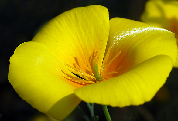 포토 JPG 해외이미지 식물 계절 꽃잎 꽃 백그라운드 꽃무늬 자연 사람없음 장식 컬러풀 뷰티 약 노란색 정원 봄 벚꽃 개화 약초 그늘 원예 캘리포니아 꽃가루 양귀비 고립 해외포토 컬러 무늬 의학 취미 미국 풀_식물 가루 생태계 파일형식 이미지허브