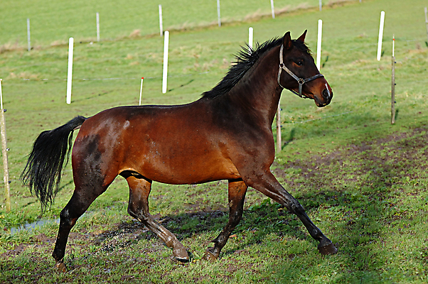 포토 JPG 해외이미지 동물 밭 농업 자연 사람없음 초록색 반려동물 달리기 뷰티 농장 농경지 갈색 목장 시골 우아함 승차 속도 꼬리 기르기 달리기선수 밭일 해외포토 산업 컬러 컨셉 모션 생태계 육상선수 돌봄 파일형식 이미지허브