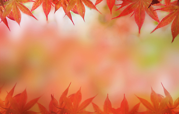 포토 JPG 해외이미지 나무 디자인 계절 공원 백그라운드 단풍 잎 패턴 자연 벽지 하늘 그림자 사람없음 야외 장식 빨간색 컬러풀 햇빛 태양 갈색 일본 활발 젖음 달력 나뭇가지 변화 황금 숲 질감 장면 진홍색 내추럴 러시아인 엘리먼트 해외포토 자연요소 서양인 식물 공공시설 아시아 컬러 컨셉 무늬 생태계 파일형식 이미지허브