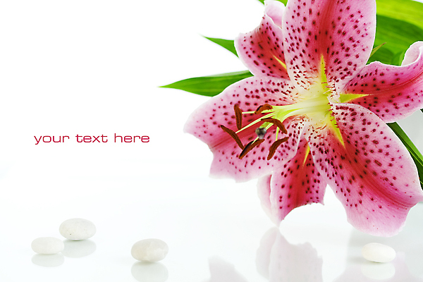 포토 JPG 해외이미지 꽃 선 분홍색 텍스트 휴식 새로움 스트레스 건강 사람없음 파란색 빛 뷰티 반사 평화 스파 목욕 흰색 씻기 백합 명상 상쾌 유기농 휴양지 아로마 부드러움 닦기 아로마테라피 테라피 내추럴 에센스 몽환 카피스페이스 해외포토 식물 웰빙 감정 컬러 컨셉 모션 청결 화장품 공백 장소 감각 파일형식 이미지허브