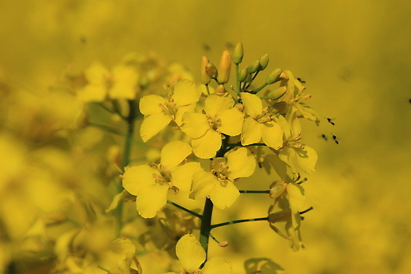 포토 JPG 해외이미지 꽃 지구 백그라운드 밭 자연 하늘 아침 씨앗 풍경 사람없음 야외 초록색 파란색 빛 농작물 농장 농경지 노란색 환경 시골 분위기 황금 기름 땅 뿌리기 내추럴 땅바닥 밭일 카놀라 수평선 해외포토 주간 식물 음식 컬러 컨셉 농업 모션 바닥 생태계 파일형식 이미지허브