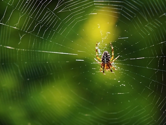 포토 JPG 해외이미지 동물 곤충 절지류 자연 사람없음 정원 벌레 위험 몬스터 오싹 해외포토 컨셉 생태계 파일형식 이미지허브