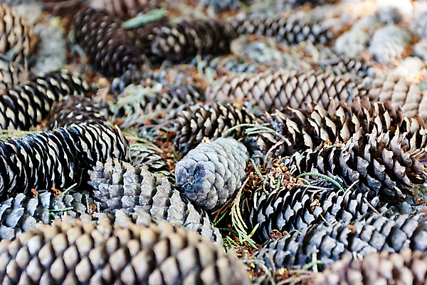 포토 JPG 해외이미지 나무 식물 백그라운드 씨앗 사람없음 야외 장식 정원 소나무 숲 상록수 침엽수 전나무 원뿔 내추럴 땅바닥 해외포토 도형 바닥 파일형식 이미지허브