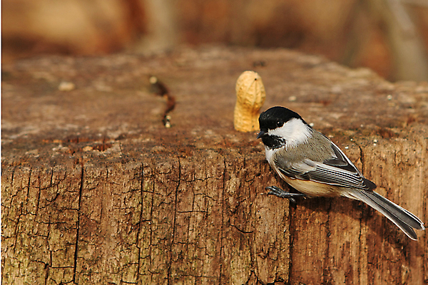 포토 JPG 해외이미지 나무 동물 손 공원 야생동물 음식 캐나다 겨울 날개 자연 조류 씨앗 앉기 사람없음 야외 검은색 추위 흰색 나뭇가지 관찰 숲 작음 먹기 깃털 부리 수유 해외포토 식물 계절 공공시설 컬러 북아메리카 모션 신체부위 크기 생태계 파일형식 이미지허브