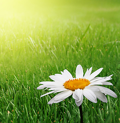 포토 JPG 해외이미지 식물 꽃잎 꽃 줄기 꽃다발 백그라운드 꽃무늬 밭 자연 사람없음 초록색 빛 햇빛 태양 뷰티 정원 봄 성장 벚꽃 허브 데이지 캐모마일 해외포토 자연요소 계절 컬러 무늬 농업 생태계 파일형식 이미지허브