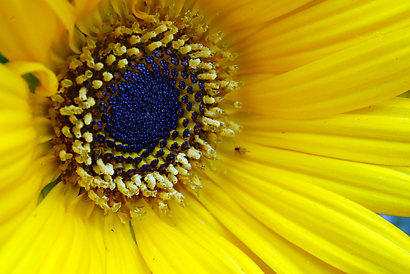 포토 JPG 해외이미지 식물 계절 꽃잎 꽃 백그라운드 꽃무늬 자연 사람없음 장식 뷰티 노란색 정원 봄 벚꽃 개화 그늘 데이지 고립 해외포토 컬러 무늬 생태계 파일형식 이미지허브