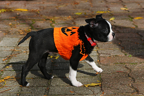 포토 JPG 해외이미지 동물 1 응시 새끼 백그라운드 생물 털 앉기 사람없음 반려동물 장난감 갈색 머리 검은색 흰색 아기 개 강아지 작음 테리어 잭 노려봄 송곳니 기르기 동반자 유래 해외포토 시선 컬러 포유류 모션 표정 사람 신체부위 치아 크기 돌봄 파일형식 이미지허브