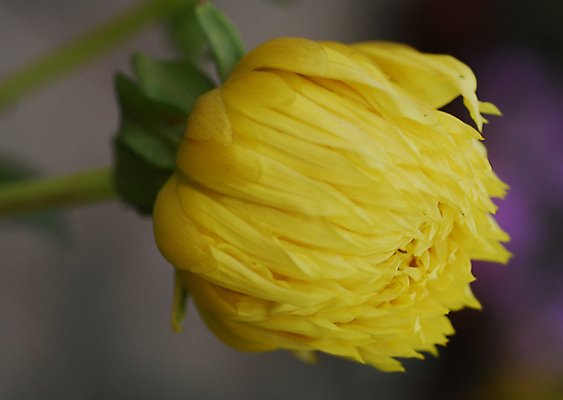 포토 JPG 해외이미지 식물 꽃잎 꽃 꽃무늬 청소년 자연 사람없음 컬러풀 노란색 정원 개화 달리아 해외포토 컬러 무늬 사람 생태계 파일형식 이미지허브