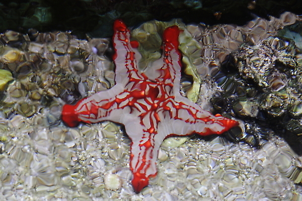 포토 JPG 해외이미지 동물 야생동물 바다 백그라운드 자연 낚시 어류 사람없음 물 수중 산호 오브젝트 다이빙 암초 수족관 고립 동물상 소금물 이국적 해외포토 자연요소 레저 조형물 수영 수중동물 자포동물 생태계 수중스포츠 파일형식 이미지허브