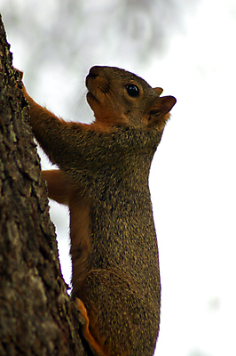 포토 JPG 해외이미지 동물 도로 털 사람없음 초록색 반려동물 갈색 검은색 줄무늬 설치류 먹기 사냥 다람쥐 송곳니 길가 동반자 해외포토 길 컬러 무늬 교통시설 모션 치아 파일형식 이미지허브