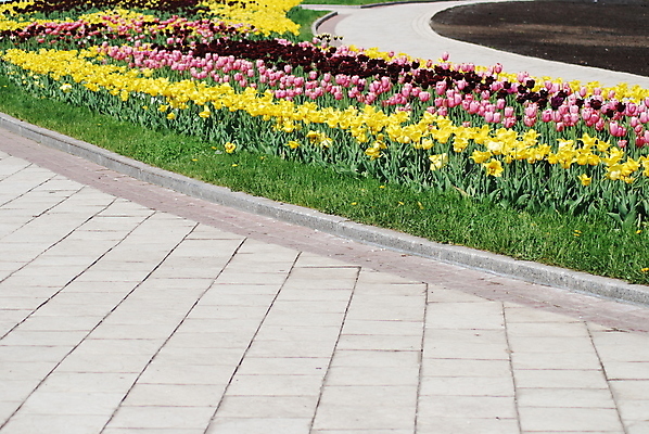 포토 JPG 해외이미지 식물 공원 꽃잎 꽃 줄기 백그라운드 잎 꽃무늬 자연 사람없음 야외 초록색 노란색 머리 정원 맑음 보라색 봄 튤립 흰색 침대 5월 제비꽃 화단 많음 해외포토 계절 공공시설 컬러 가구 컨셉 무늬 날씨 신체부위 날짜 생태계 파일형식 이미지허브