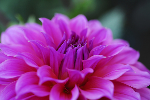 포토 JPG 해외이미지 계절 꽃잎 꽃 분홍색 백그라운드 꽃무늬 자연 사람없음 컬러풀 정원 봄 개화 달리아 원예 해외포토 식물 컬러 무늬 취미 생태계 파일형식 이미지허브