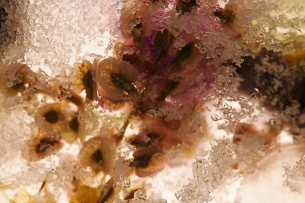 포토 JPG 해외이미지 식물 디자인 꽃 분홍색 꽃다발 백그라운드 컨셉 겨울 꽃무늬 일러스트 창문 자연 유리 벽지 추상 선물 사람없음 빨간색 초록색 물 뷰티 노란색 우주 얼음 벚꽃 흰색 신선 최고 다발 큐브 만족 서리 아로마 부드러움 공상 파스텔톤 스타일 해외일러스트 자연요소 계절 감정 컬러 무늬 재질 감각 생태계 파일형식 이미지허브