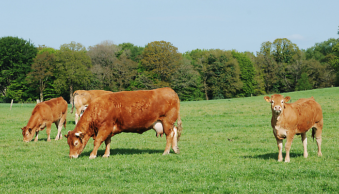 포토 JPG 해외이미지 동물 밭 농업 초원 사람없음 가로 파란색 농장 갈색 라벨 소고기 소 방목 먹기 황소 찰과상 해외포토 산업 컬러 포유류 모션 프레임 육류 축산업 상처 파일형식 이미지허브