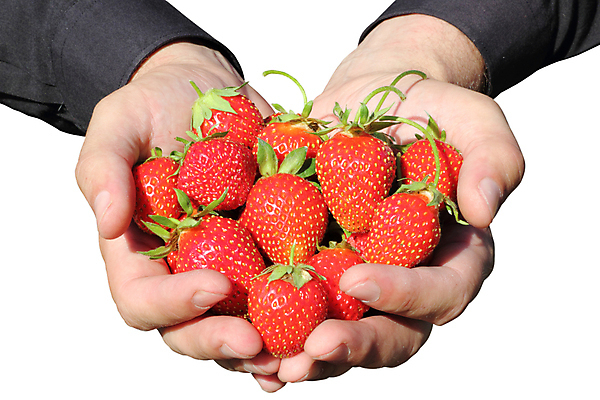 포토 JPG 해외이미지 손 열매 음식 백그라운드 다이어트 과일 딸기 디저트 건강 사람없음 빨간색 여름 컬러풀 정원 흰색 하트 신선 그룹 달콤 맛 먹기 유기농 비타민 내추럴 고립 숙성 식욕 식용 맛있는 해외포토 모양 식물 웰빙 계절 컬러 컨셉 모션 신체부위 영양소 파일형식 이미지허브