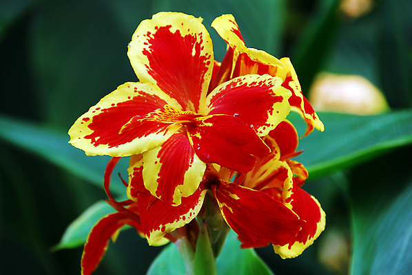 포토 JPG 해외이미지 식물 계절 꽃잎 꽃 백그라운드 꽃무늬 자연 사람없음 장식 빨간색 컬러풀 뷰티 정원 봄 벚꽃 개화 백합 그늘 원예 고립 칼라꽃 해외포토 컬러 무늬 취미 생태계 파일형식 이미지허브