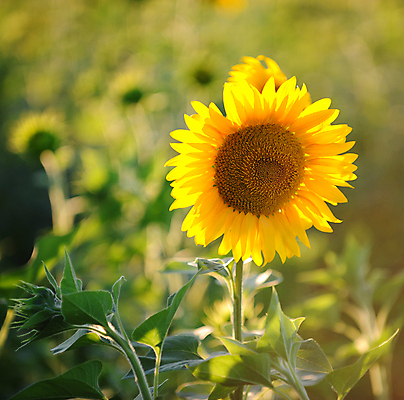 포토 JPG 해외이미지 주간 꽃밭 해바라기 풍경 사람없음 야외 아웃포커스 여름 해외포토 자연요소 계절 꽃 촬영기법 파일형식 이미지허브