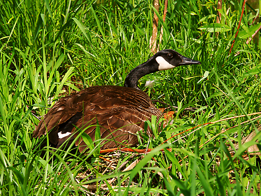 포토 JPG 해외이미지 공원 여자 야생동물 캐나다 자연 조류 앉기 사람없음 야외 환경 미국 둥지 큼 생태계 생물학 거위 물새 내추럴 생태학 흥미 해외포토 동물 공공시설 교육 컨셉 북아메리카 모션 사람 크기 파일형식 이미지허브