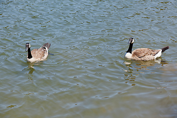 포토 JPG 해외이미지 동물 공원 호수 야생동물 캐나다 날개 자연 놀이 조류 오리 사람없음 야외 물 여름 장난감 노란색 검은색 수영 흰색 연못 도시 그룹 플라스틱 깃털 부리 캘리포니아 목 거위 고무 철새 내추럴 동물상 짜기 자선단체 해외포토 레이스천 자연요소 계절 공공시설 컬러 북아메리카 모션 재질 신체부위 조형물 미국 직물 수상스포츠 생태계 자선 파일형식 이미지허브