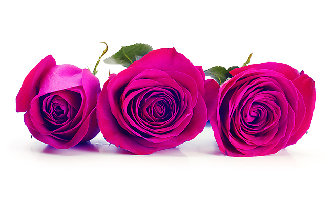 포토 JPG 해외이미지 기념일 꽃잎 꽃 분홍색 꽃다발 백그라운드 잎 텍스트 프레임 발렌타인데이 3 선물 사랑 사람없음 장미 보라색 낭만 벚꽃 흰색 신용카드 제비꽃 꽃봉오리 향기 아로마 초대 고립 카피스페이스 해외포토 식물 감정 컬러 컨셉 데이이벤트 이벤트 금융 공백 냄새 파일형식 이미지허브