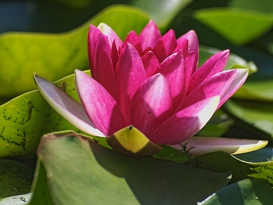 포토 JPG 해외이미지 공원 꽃 호수 선 잎 자연 휴식 사람없음 빨간색 물 정원 검은색 봄 벚꽃 연못 백합 해외포토 자연요소 식물 계절 공공시설 컬러 컨셉 생태계 파일형식 이미지허브