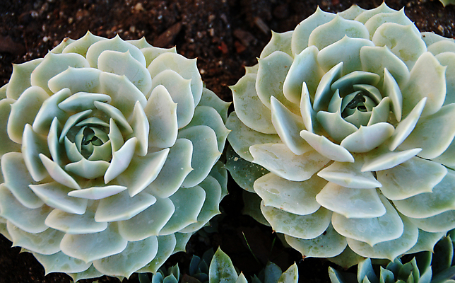 포토 JPG 해외이미지 식물 자연 선인장 건조 사람없음 초록색 컬러풀 정원 화장품 사막 가시 약초 허브 원예 조경 스펀지 알로에 해외포토 컬러 취미 뷰티 풀_식물 생태계 파일형식 이미지허브