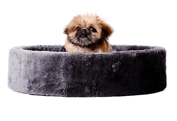 포토 JPG 해외이미지 스튜디오촬영 동물 포유류 털 사람없음 반려동물 바구니 가축 개 강아지 작음 흰배경 송곳니 고립 신앙심 카피스페이스 해외포토 백그라운드 실내 공백 흰색 치아 크기 파일형식 이미지허브